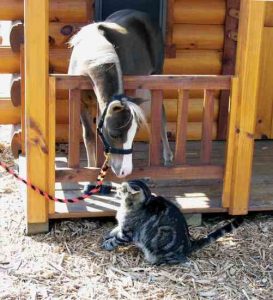 Miniature Horse And Cat Friends